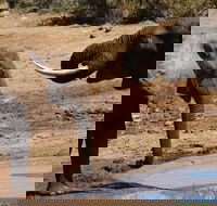 2 night Pilanesberg Safari Explorer - Accommodation Africa