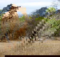 Kruger National Park Morning Big 5 Game Drive - Accommodation Africa