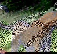 8-Day Kruger National Park Safari Tour with Accommodation - Accommodation Africa