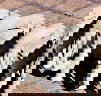Blyde Boat and Reptile Tour - Accommodation Africa