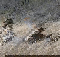 One Day Safari Tour from Johannesburg to Kruger National Park - Accommodation Africa
