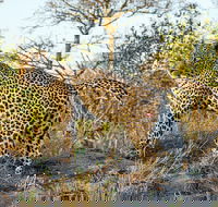 Private 4-Day Photographic Safari in Kruger National Park - Accommodation Africa