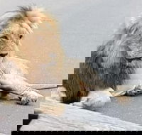 Classic Kruger National Park 3 or 4 day. - Accommodation Africa