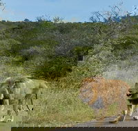 Kruger National Park 3 Days 2 Nights Magical Safari from Johannesburg - Accommodation Africa