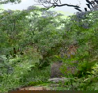 3-Day Kruger National Park Private Safari from Johannesburg - Accommodation Africa