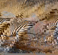 5 Day Kruger Park Budget Safari - Accommodation Africa