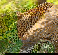 Safari in the Kruger National Park - 4 Days-all Inclusive  private - Accommodation Africa