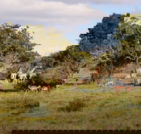 Addo Elephant National Park and Schotia Private Game Reserve - Accommodation Africa
