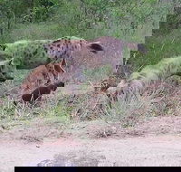 Kruger National Park Safari with Panorama 4 Days Private - Accommodation Africa