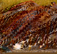 4 Day Kruger Safari - Accommodation Africa