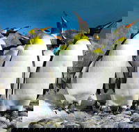 Private Day Tour Sightseeing of Cape Peninsula Penguins - Accommodation Africa