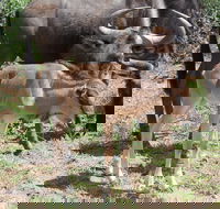 Private tour to the Pilanesberg National Park from Johannesburg / Sandton - Accommodation Africa