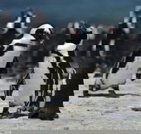Hermanus Whale Watching Boat Trip and Stony Point Penguins Day Tour - Accommodation Africa