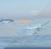 Vintage Sidecar Whale and Dolphin Route Experience from Cape Town - Accommodation Africa