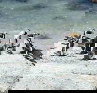 City Escape Cape Peninsula Private Day Trip - Accommodation Africa