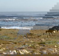 Cape of good hope and have a chance to see ostriches penguin and bamboo - Accommodation Africa