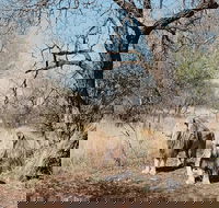 Full Day Guided Bushwalk - Accommodation Africa