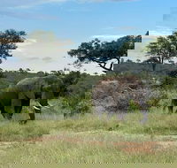 4D3N Shared Tour at Kruger National Park Panorama Route and Blyde Canyon - Accommodation Africa