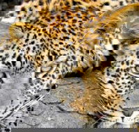 Johannesburg Tour and Cape Town Tour in 10 Days Best Tour - Accommodation Africa