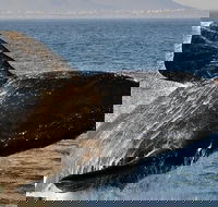 Whale Watching In Hermanus Private Tour - Accommodation Africa