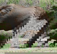 Pilanesberg National Park Open Truck - Accommodation Africa