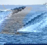 Private Whale Watching  Wine Tour - Accommodation Africa